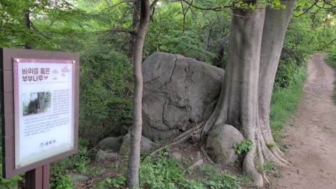 A couple tree holding a rock
