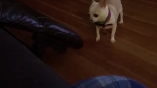 Little dog is too small to jump on couch and gets angry bites couch