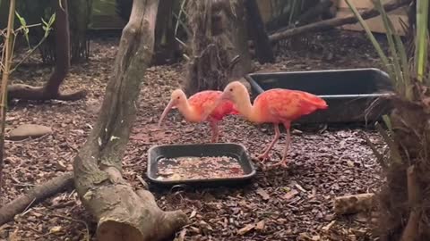 Our absolute stunning scarlet ibis 😍