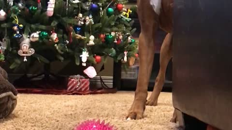 Brown boxer dog plays with pink ball