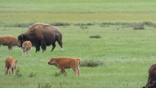 Bison Calves Get the Zoomies