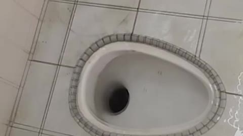 Woman Tries To Flush The Lizard She Found In The Toilet