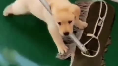 Cute Dog Wants To Clean