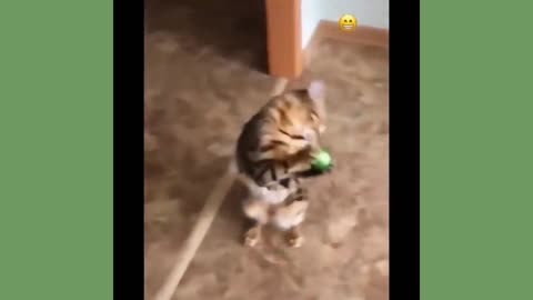 this cat would be a good goalkeeper