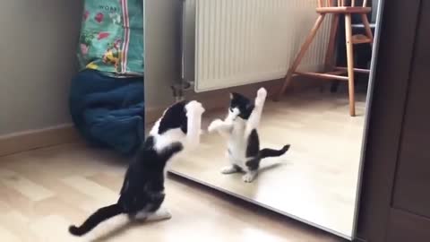 Cat And mirror