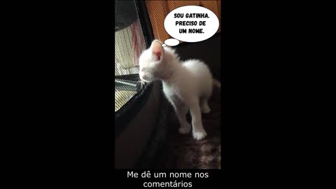 Gatinha fofa. Me dê um nome!