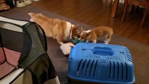 Corgis caught in the act