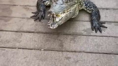A huge crocodile tries to attack a man