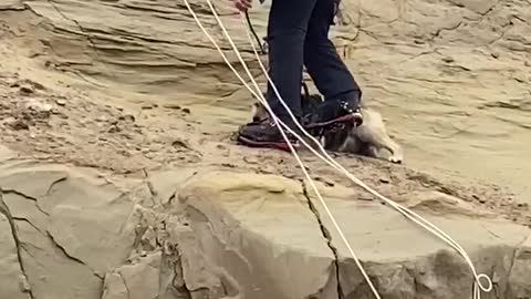 Rescuing a Dog from a Dangerous Cliffside