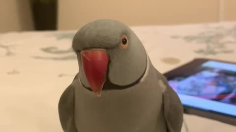 Talking parrot orders owner to come to him for a kiss