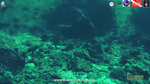 🐋Croisière plongée sur l’île Deep Six situé au nord de l île #Similan 7