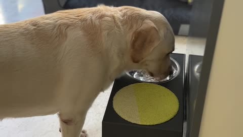 Dog Dries Muzzle After Drinking
