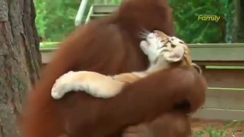 An orangutan adopts 3 tiger cubs. bottle feeds, and plays with them