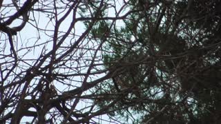 288 Toussaint Wildlife - Oak Harbor Ohio - Magnolia Warbler