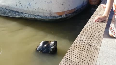 Sea lion drags girl into