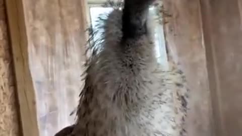 Karen the emu has an issue with manegement