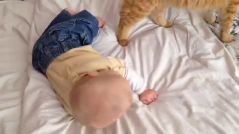 Cats meets babies for the first time.