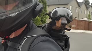 Pup gets geared up to go for motorcycle ride with his owner