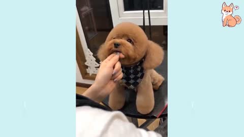 Cute puppies compilation 1