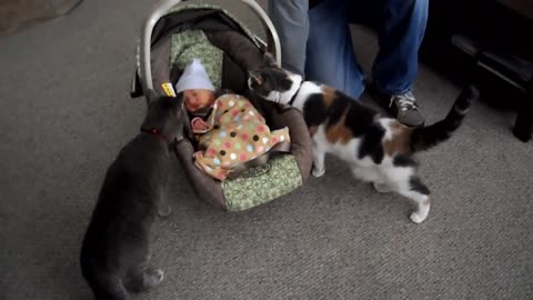 Cats meet the newborn babies of their owners, watch and enjoy their reactions