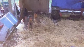 Sasquatch Chickens Meet the Rabbits