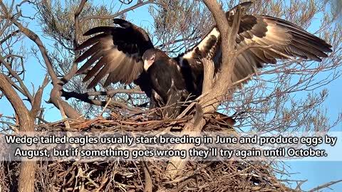 Wedge Tailed Eagle facts: the largest birds of prey in Australia | Animal Fact Files