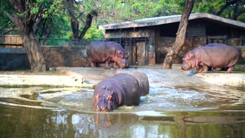 HIPOPPOTAMUS HIPPO TAKING A BATH