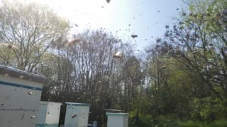 Swarming honeybees