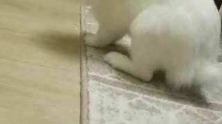 Cute cute bunny