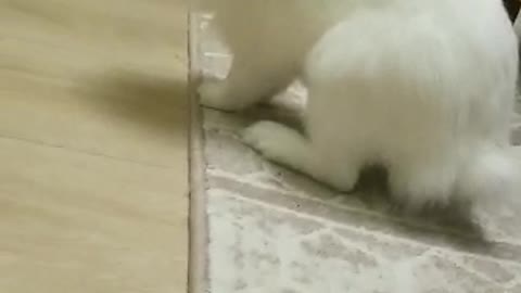 Cute cute bunny