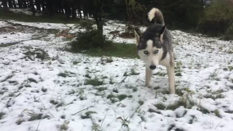 Husky First snow in 2016 winter