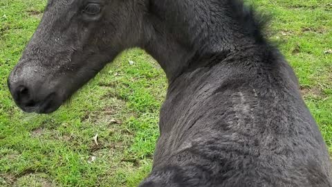 Sweet 2-day-old foal loves his back scratches