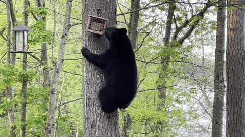 Bear Climbs Tree to Remove Bird Feeder