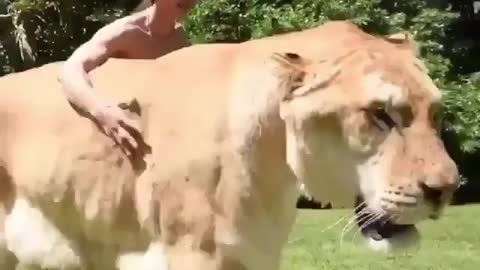 woman caress the lioness. Mulher faz carinho na leão.