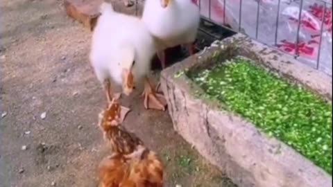 Geese vs rooster