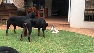 Rottweiler Takes the ball of a Pekingese, funny!!