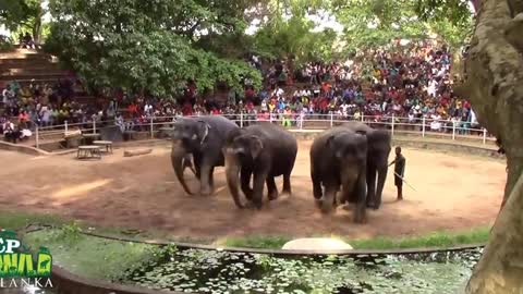 Elephant play games
