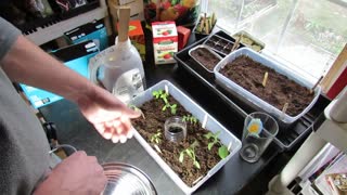 Completed Guide to Starting Tomatoes Indoors for New Gardeners: All the Steps
