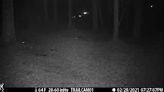 3 Raccoons Looking for Food