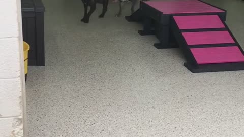 New Friends Have the Zoomies
