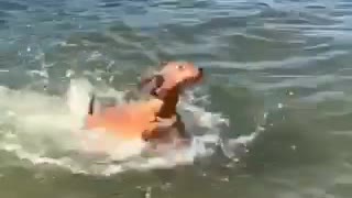 Dog enjoys swimming first time