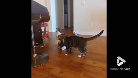 Cat has major freakout