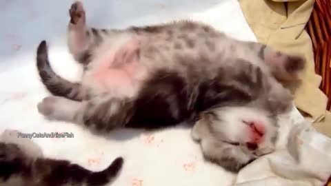 Funny and cute little cat sleeping