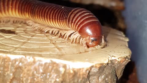 Giant millipede drinks water from a log