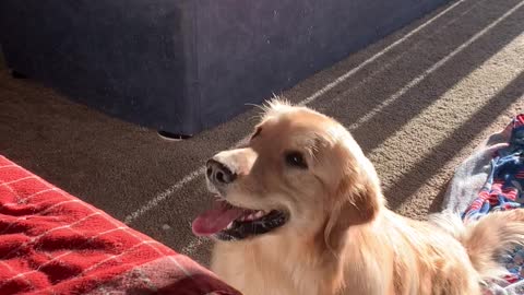 This Golden Retriever Loves Bubbles