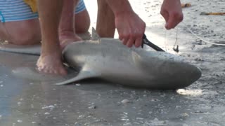 BEACHED SHARK ON MADEIRA BEACH!