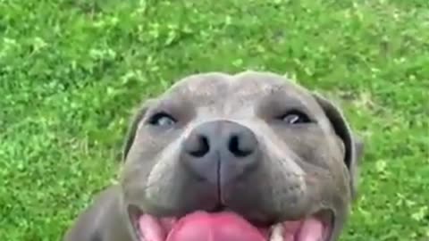 Happy Reaction From a Cute Doggo