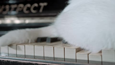 A cat plays on piano