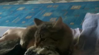 Cat bite