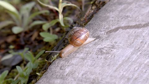 Snail Close Up Footage - Full HD